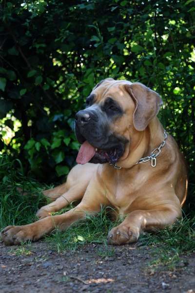 Hundetreffen-Spiel/Gassi Partner gesucht!-Bild