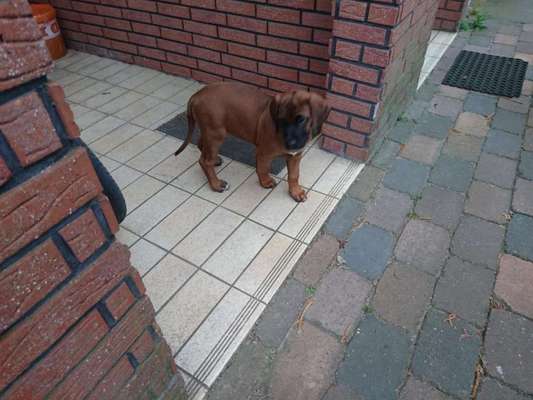 Rhodesian Ridgeback-Beitrag-Bild