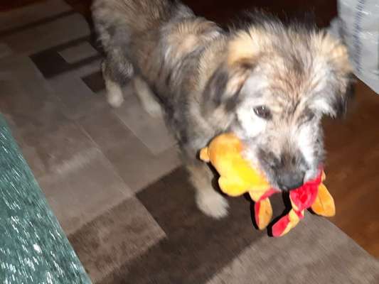 Welpen Bilder !-Beitrag-Bild