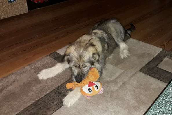 Mischlingshunde Foto Aufruf-Beitrag-Bild