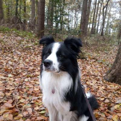 Hundetreffen-Gassirunde mit Training-Bild