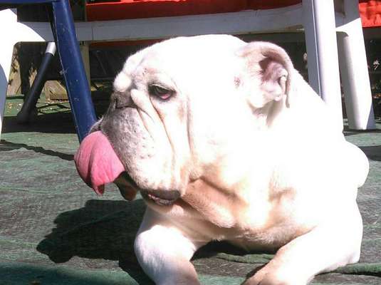 Tongue Out Tuesday-Beitrag-Bild