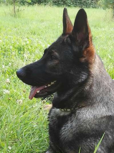 Deutsche Schäferhunde, Belgische Schäferhunde.-Beitrag-Bild