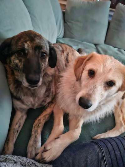 Auslandstierschutz-Beitrag-Bild