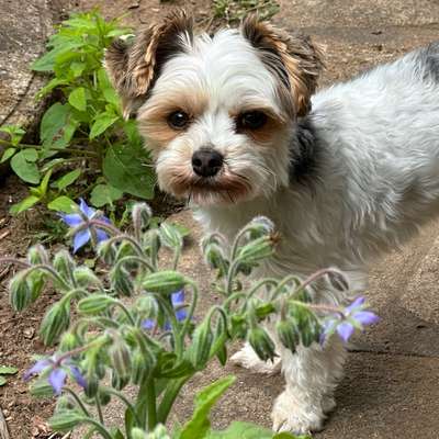 Hundetreffen-Yorkshire Terrier und kleine Hunde-Bild