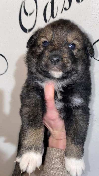 Welpen Bilder !-Beitrag-Bild