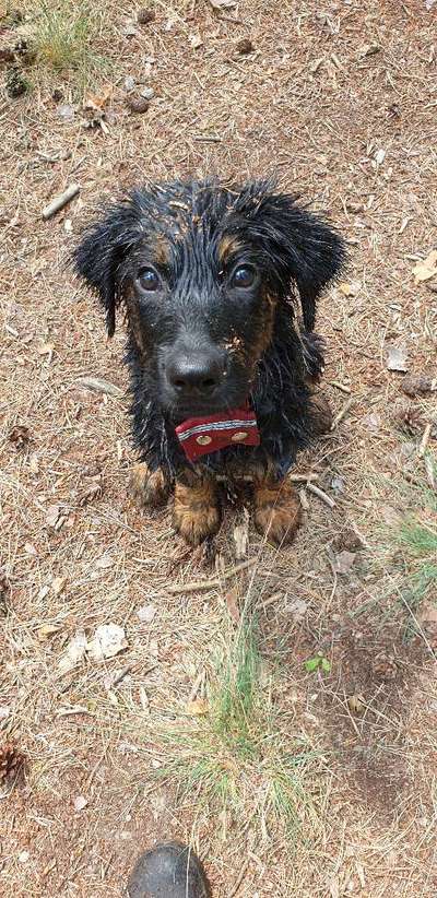 Fotochallenge No. 26                                     Wald und Wiese-Beitrag-Bild