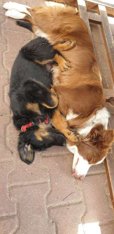 Zeigt mir die lustigsten Schlafpositionen eurer Fellnasen-Beitrag-Bild