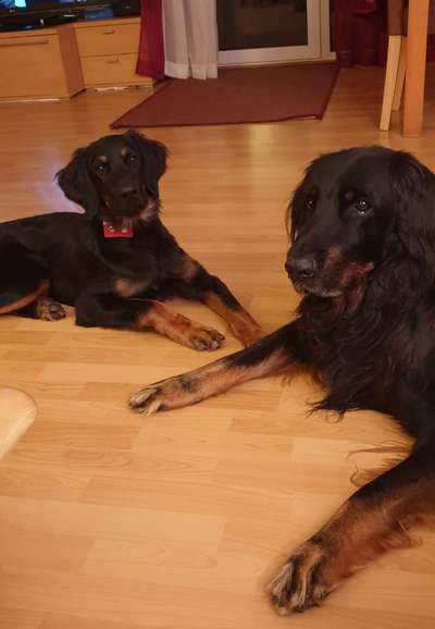 Hovawart-Beitrag-Bild