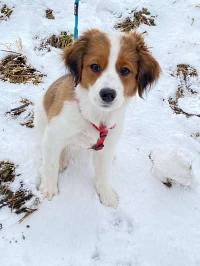 Kooikerhondje-Beitrag-Bild