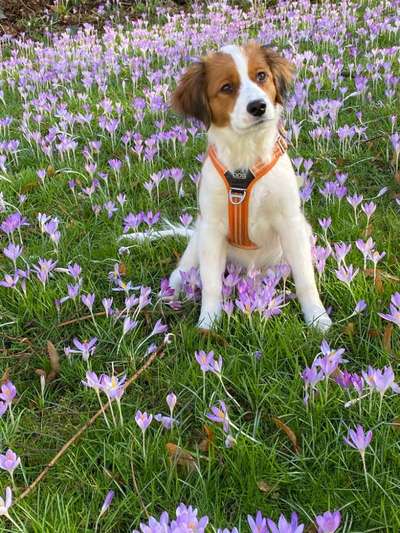 Dogorama Photo Challenge - Der Frühling kommt-Beitrag-Bild