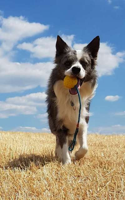 Wie kamst du zu deinem Hund?-Beitrag-Bild