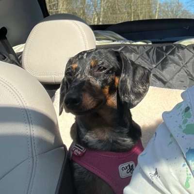 Hundetreffen-Chantal sucht -Dich