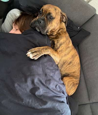 Deutsche Boxer-Beitrag-Bild