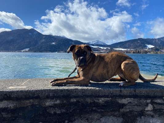 Deutsche Boxer-Beitrag-Bild