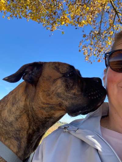 Boxer ???-Beitrag-Bild