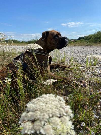 Brachycephale Hunderassen-Beitrag-Bild