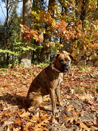 Deutsche Boxer-Beitrag-Bild
