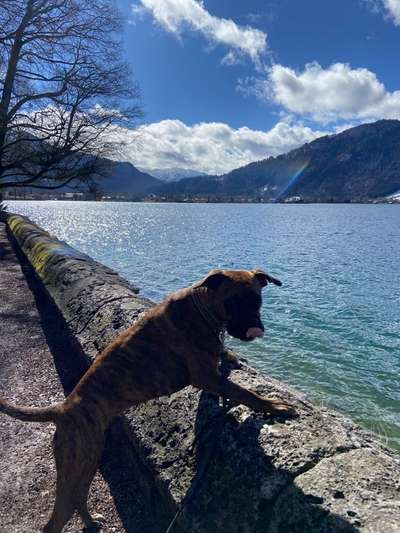 Deutsche Boxer-Beitrag-Bild