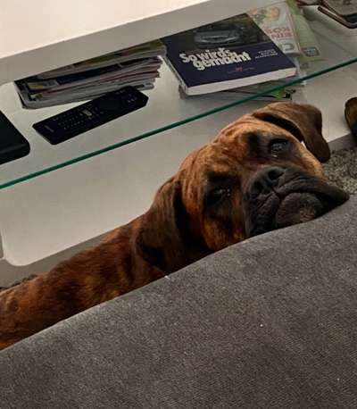 Deutsche Boxer-Beitrag-Bild