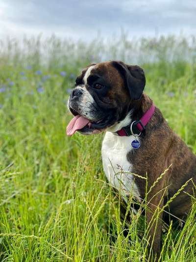 Unsere Fellnasen im Regenbogenland-Beitrag-Bild