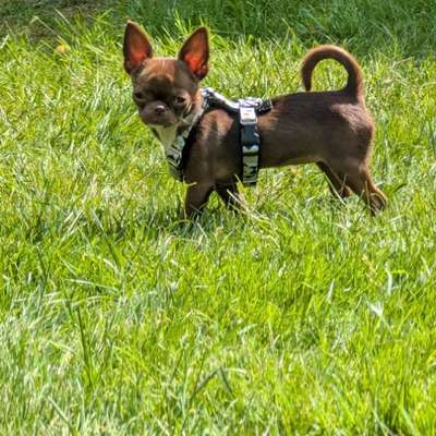 Hundetreffen-Kleine Hunde Treffen Ka-Li-Bild