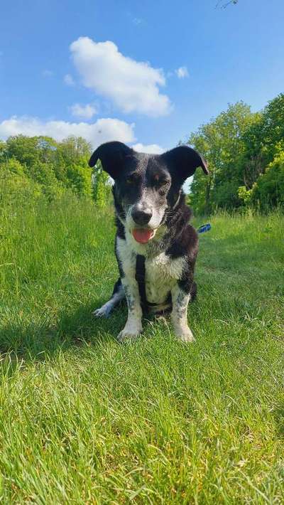 Corgis und ihre persönlichen Hofangestellten-Beitrag-Bild