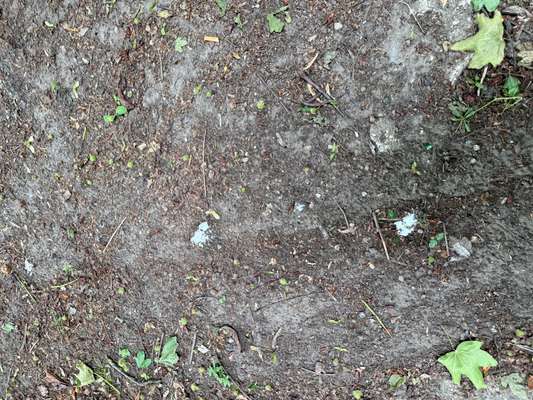 Giftköder-Rattengift im Park Nähe Hafenstraße-Bild