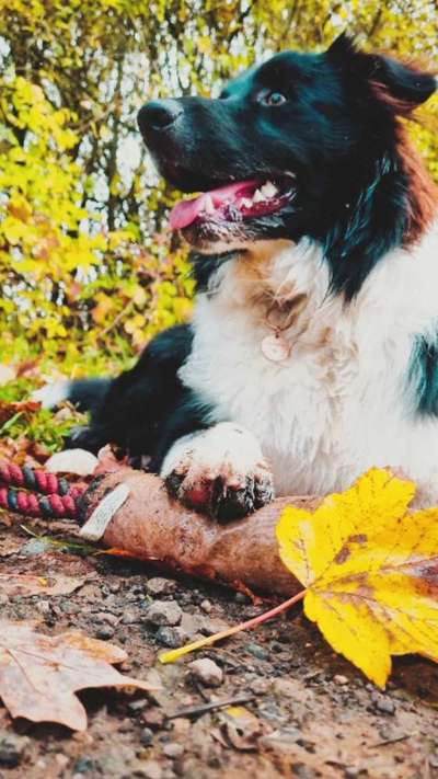 Knutschkugel frisst Tapete-Beitrag-Bild