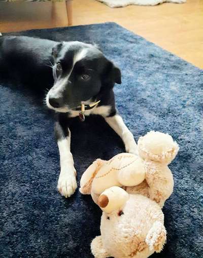 Der Lieblingsplüschi eures Vierbeiners-Beitrag-Bild