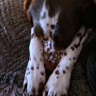 %{de_profession_title}-Tierschutzhunde-Start-Bild