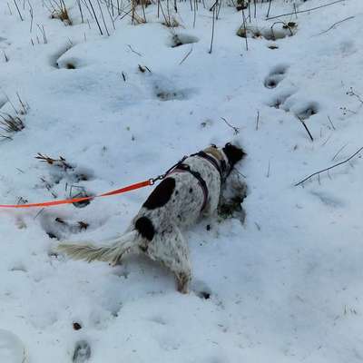 Giftköder-Jagdhunde-Begleitung-Bild
