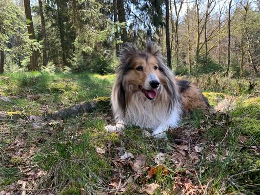 Unsere Fellnasen im Regenbogenland-Beitrag-Bild
