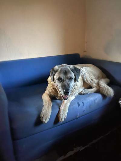 Unsere Fellnasen im Regenbogenland-Beitrag-Bild