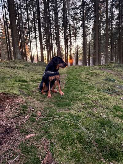 Hundetreffen-Gassirunde am Kindelsberg in Kreuztal/SIEGEN-Bild