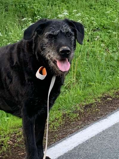 Unsere Fellnasen im Regenbogenland-Beitrag-Bild