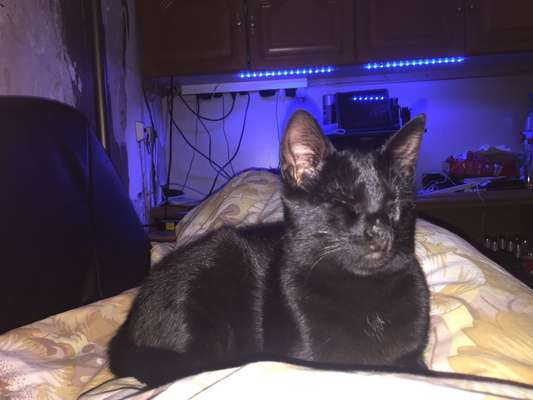 Unsere Fellnasen im Regenbogenland-Beitrag-Bild