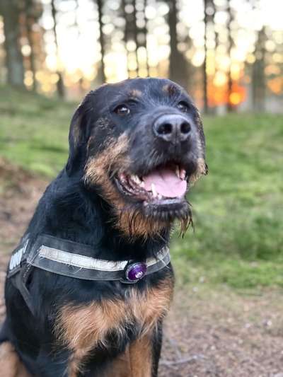Hundetreffen-Suche Hundefreunde für meine Gina-Bild