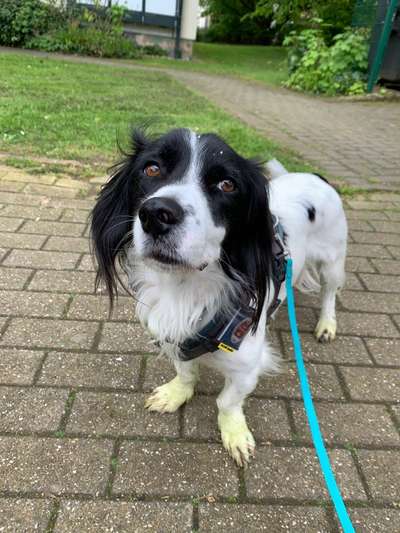 Hundetreffen-Gassirunden in Weitmar-Bild