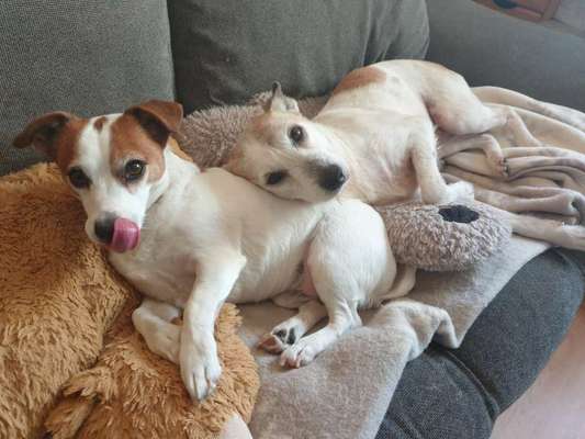 Fotochallenge Nr. 59 - Mein Hund zeigt die Zunge-Beitrag-Bild