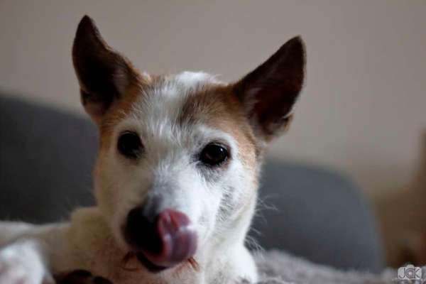 Fotochallenge Nr. 59 - Mein Hund zeigt die Zunge-Beitrag-Bild