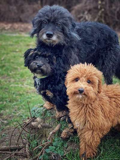 Bester Freund, Hundekumpel - zeigt her!-Beitrag-Bild