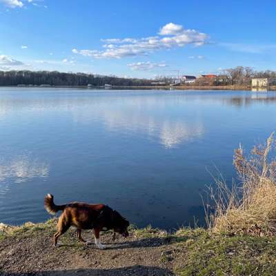 Hundetreffen-Gassirunden & Kurze Wanderungen in Leipzig & Umgebung-Bild