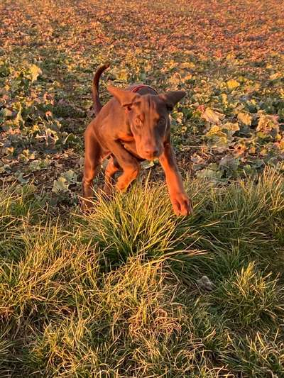 Vom Welpen zum Hund-Beitrag-Bild