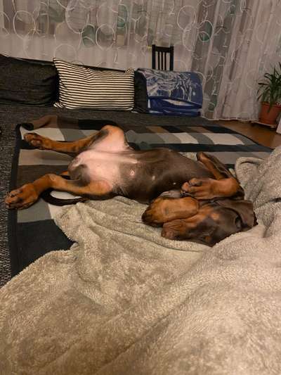 Vom Welpen zum Hund-Beitrag-Bild