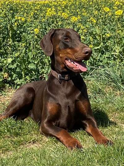 Vom Welpen zum Hund-Beitrag-Bild