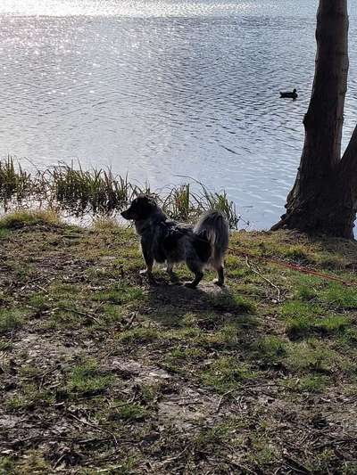 Hundetreffen-Gassirunden mit Monty-Bild