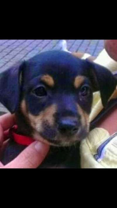 Welpen Bilder !-Beitrag-Bild