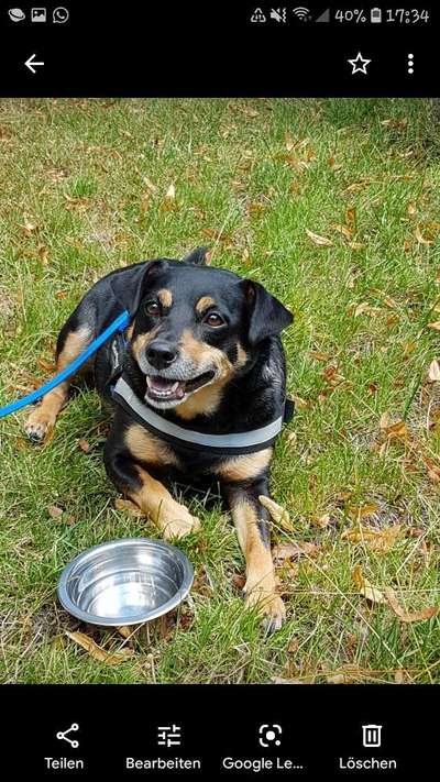 Die Dogorama Kalender Challenge Teil 3/4-Beitrag-Bild