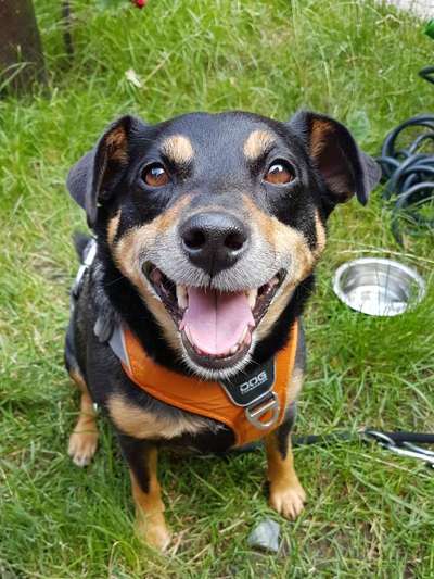 Die Dogorama Kalender Challenge 4/4-Beitrag-Bild